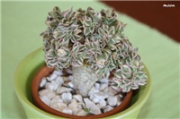 9cb4f1fc-IMG_8055 aeonium.jpg